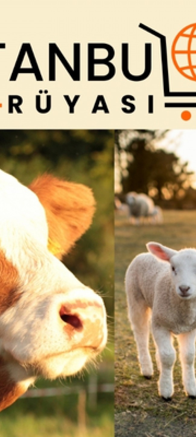 2025 Sacrificial Beef Lamb Ram Sales