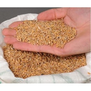 Siyez Buğdayı (Taneli) 25 Kg Siyez Buğdayı (Taneli) 25 Kg