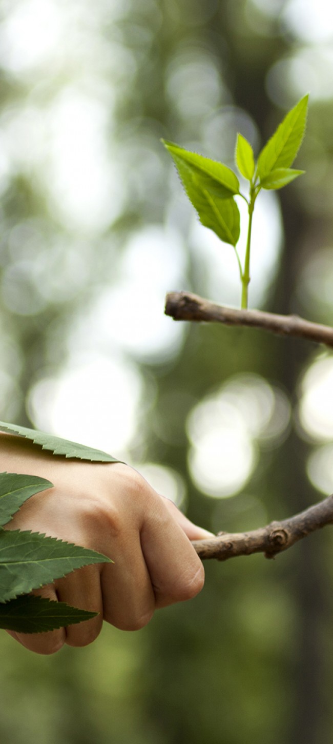 Tree sapling planting donation 1 000 pieces campaign