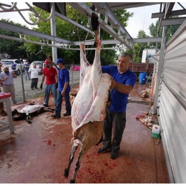 Lamb Meat Edible Live Slaughter Farm - Combined Lamb Meat Edible Live Slaughter Farm - Combined