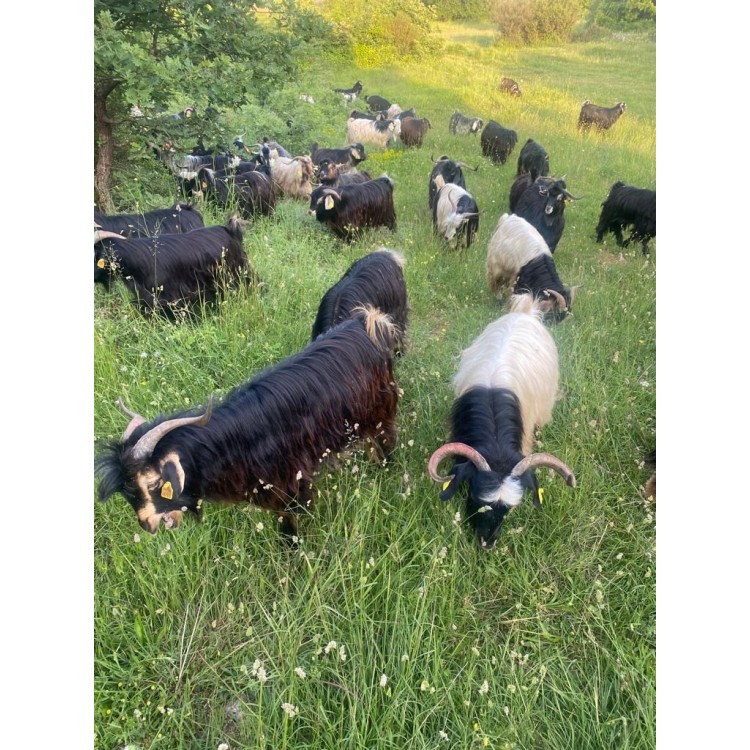 Lamb Meat Edible Live Slaughter Farm - Combined Lamb Meat Edible Live Slaughter Farm - Combined