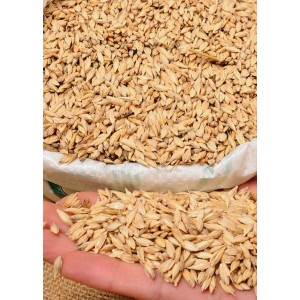 Einkorn Wheat (Hulled) 1 Kg Einkorn Wheat (Hulled) 1 Kg
