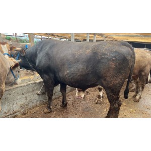 Istanbul Arnavutköy Habipler Faruk Atmaca Sacrifice Sales