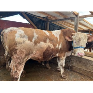 Istanbul Arnavutköy Habipler Faruk Atmaca Sacrifice Sales