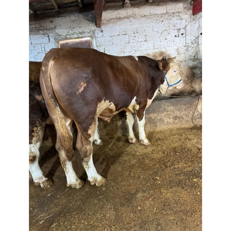 Istanbul Arnavutköy Habipler Faruk Atmaca Sacrifice Sales