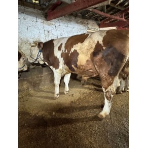 Istanbul Arnavutköy Akpınar Emre Besi Sacrifice Sales