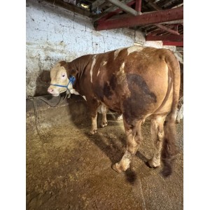 Istanbul Arnavutköy Akpınar Emre Besi Sacrifice Sales